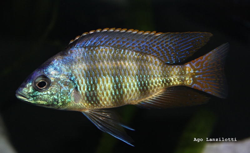 Protomelas sp. 'johnstoni solo'